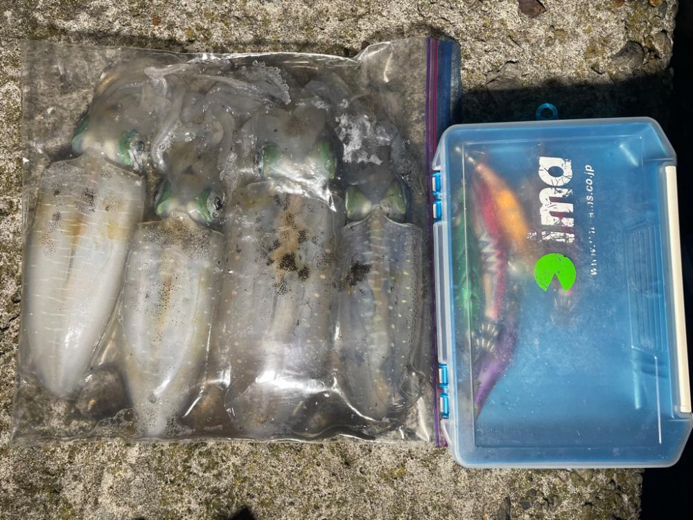 舞鶴アオリ！