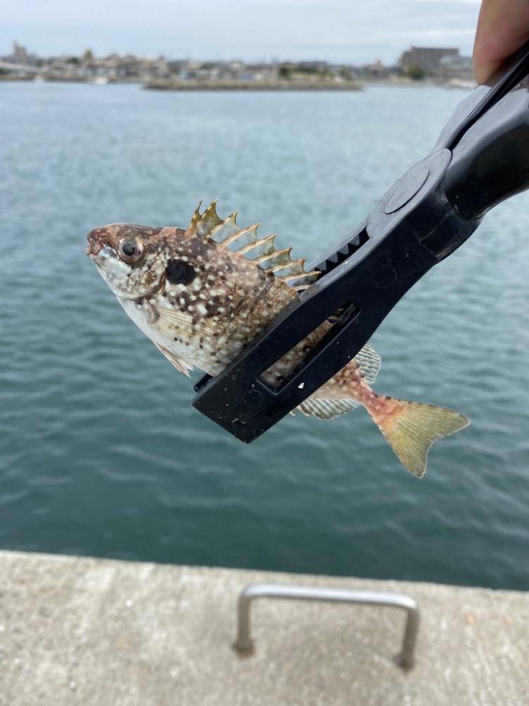 五目釣りチャレンジ