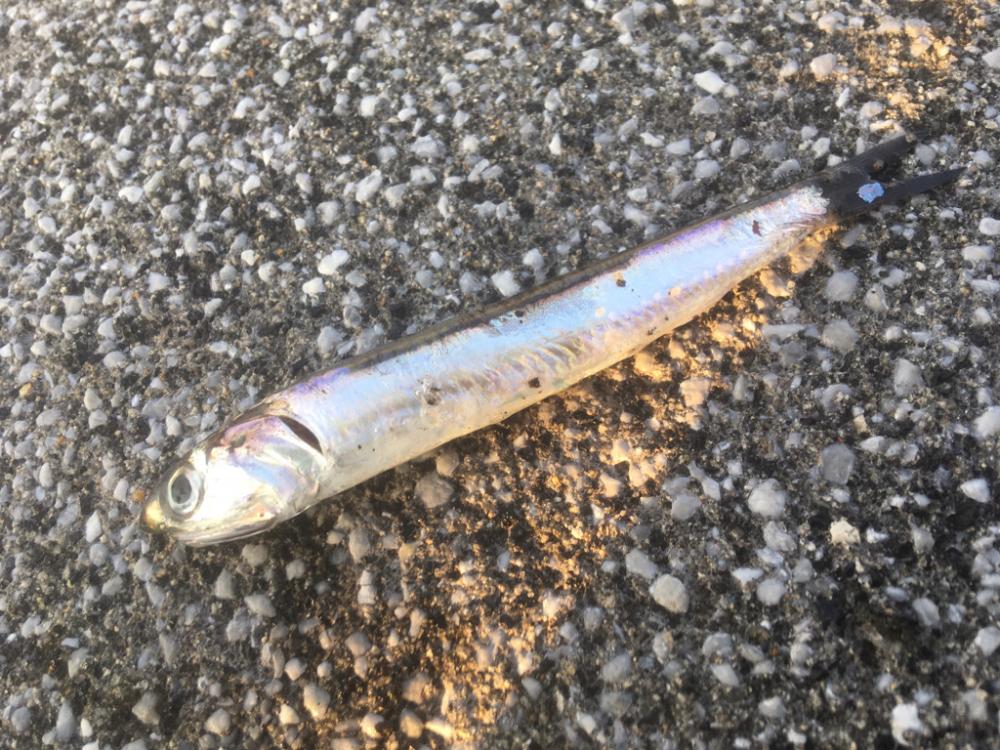 青物はまだかまだか