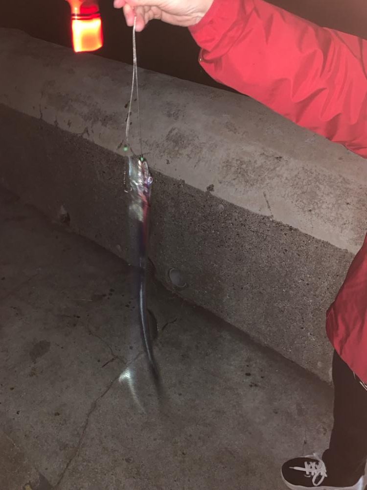 和歌山マリーナシティでタチウオ、アジ、ガシラ