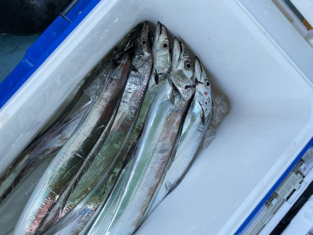 須磨沖タチウオジギング