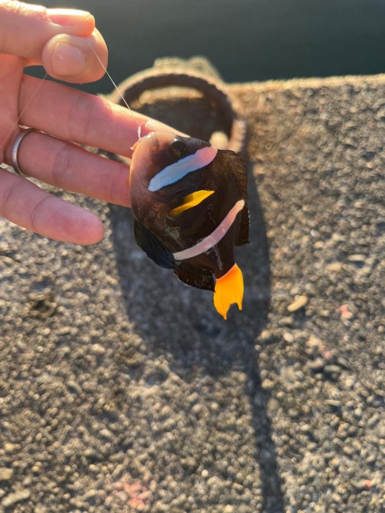 尾鷲まったり釣行