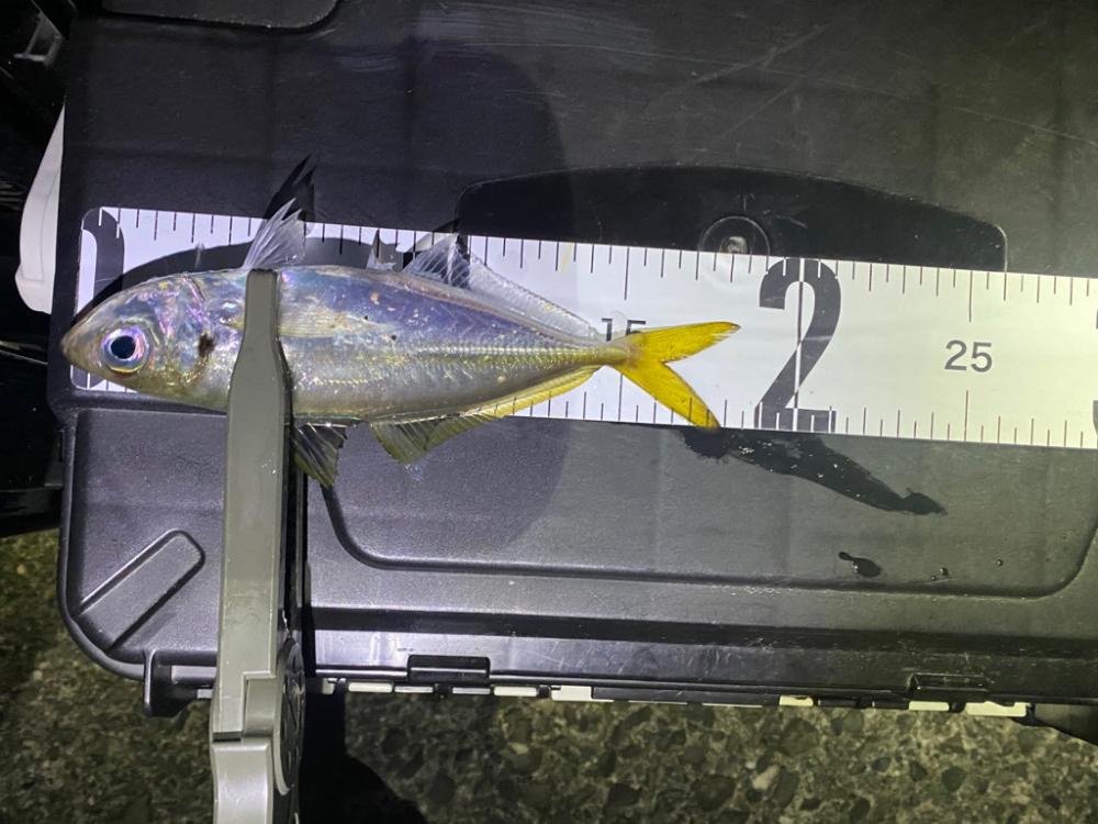 ラッキーダブルパンチ！！