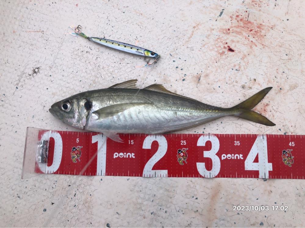 10/3 伊島沖ジギング ティップラン