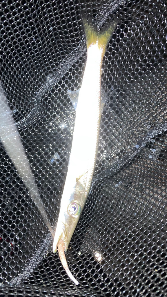 淡路アジング３日目