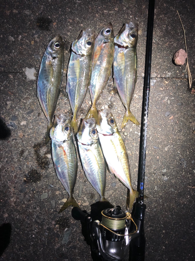 根性のつ抜けアジング