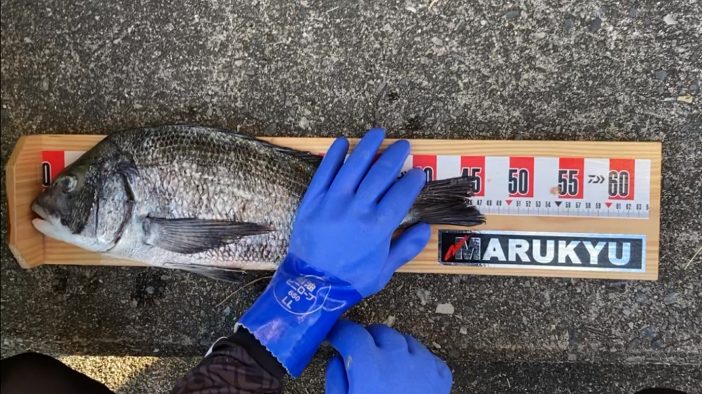 初牡蠣筏フカセ釣り！