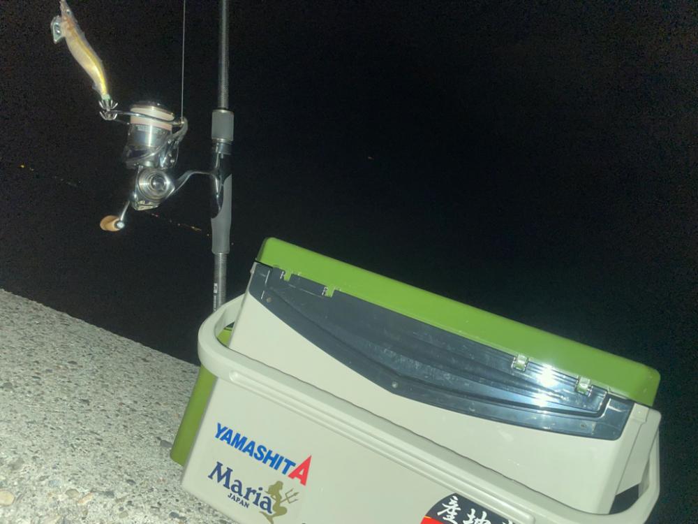 短時間エギング🦑