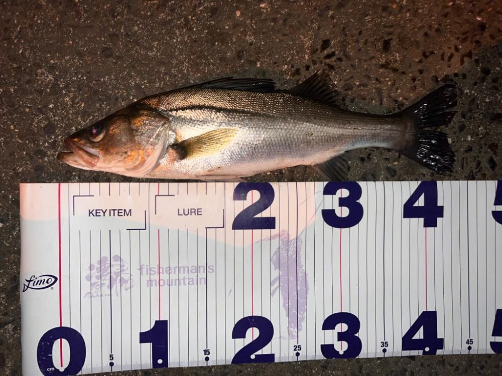 ミルクティー色の川で群れに遭遇