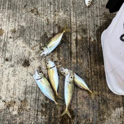 タチウオ釣れず