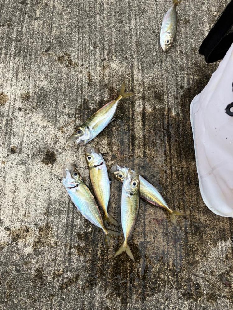 タチウオ釣れず