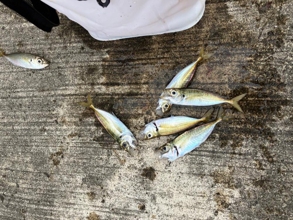 タチウオ釣れず