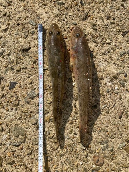 いい引きします！