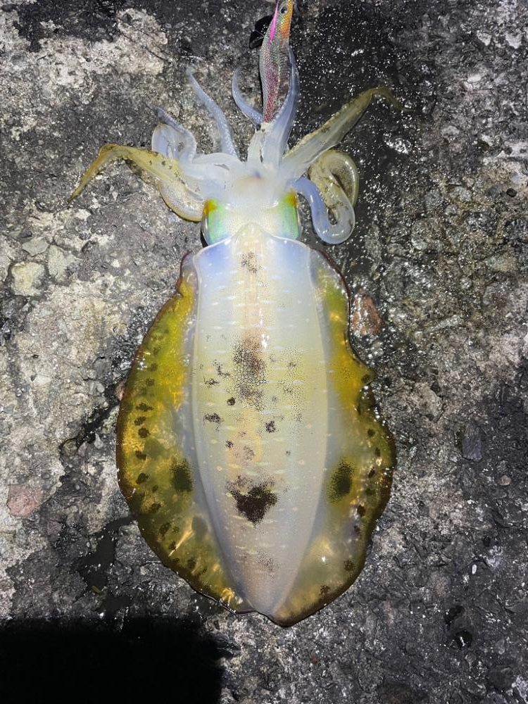 2023 佐渡ヶ島エギング 39回目【10月25日】