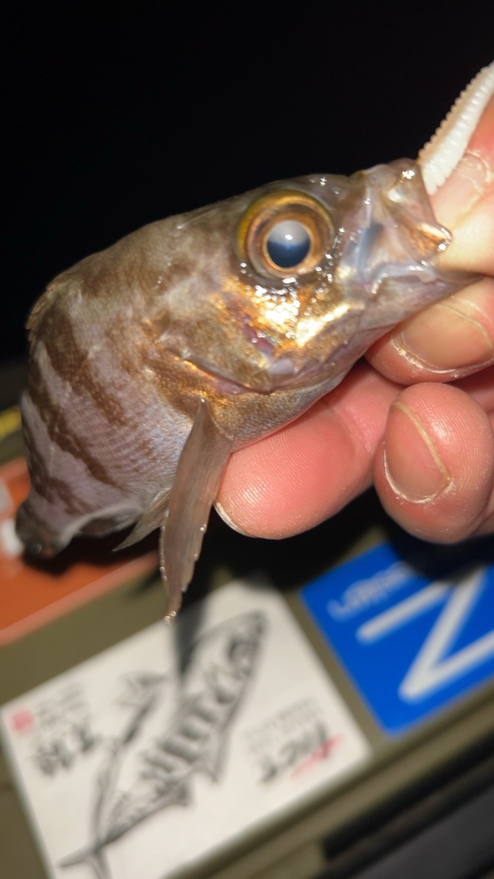 今秋はタケノコも多い?