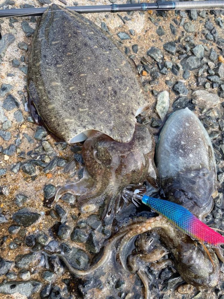 コウイカとイイダコばかり