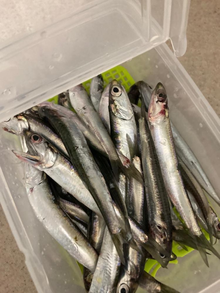 ⭐️マイワシが本命