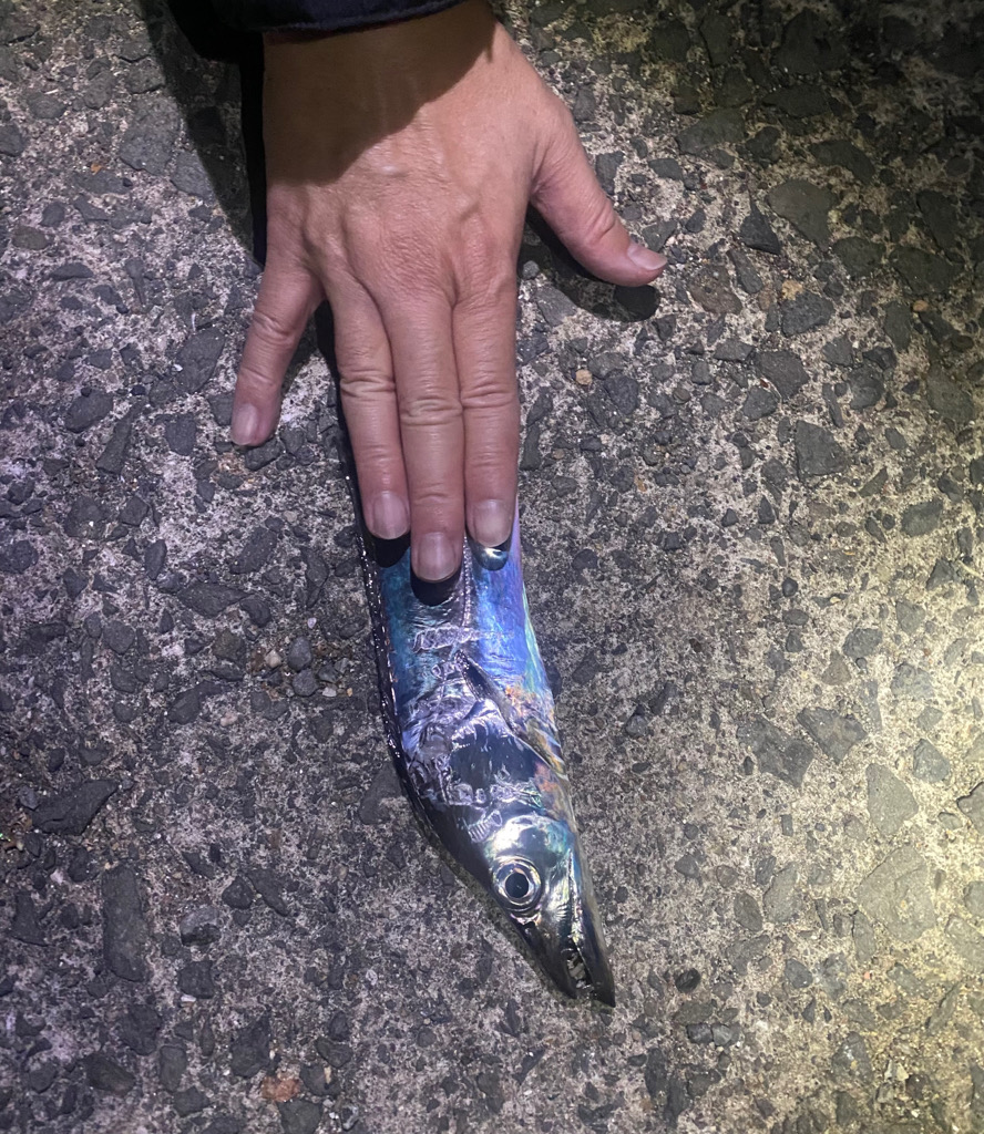 アジングでタチウオ