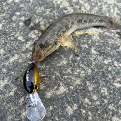 ハゼクランク！