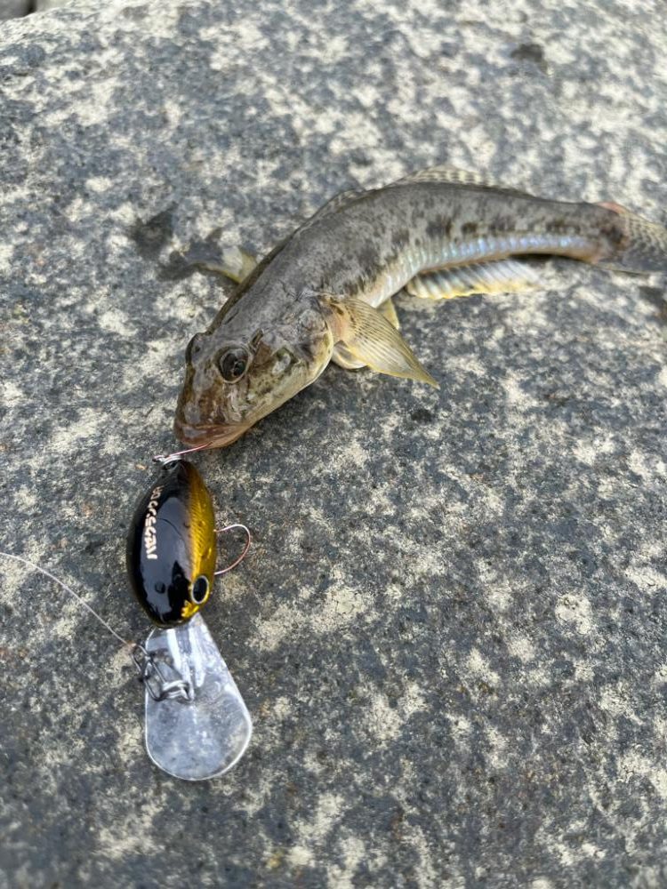 ハゼクランク！