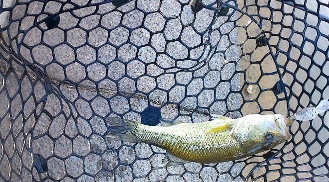 エリアトラウト開幕!!