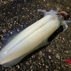 今季初のキロアップ