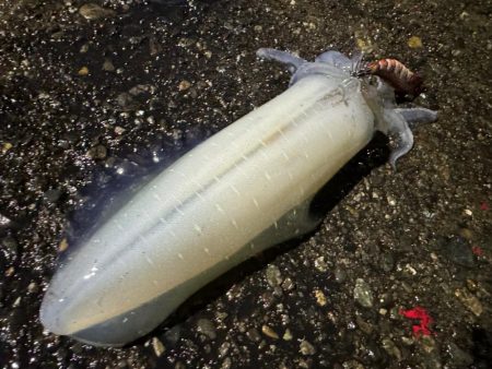 今季初のキロアップ