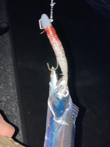 今日のお魚のご機嫌は？