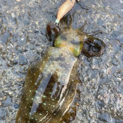 ご近所エギング