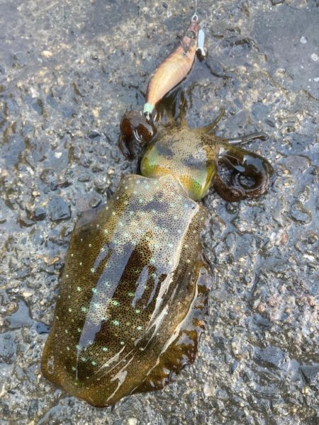 ご近所エギング