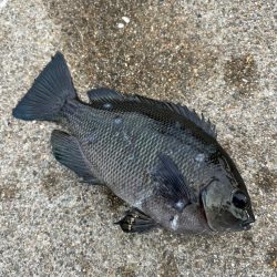 アジの群れ確認