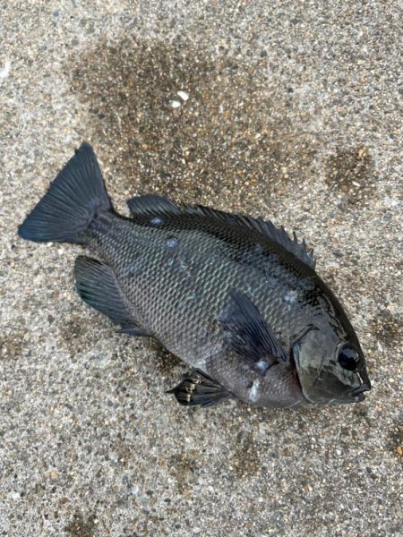 アジの群れ確認