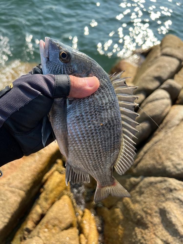 牛窓 チヌ 激シブ!?