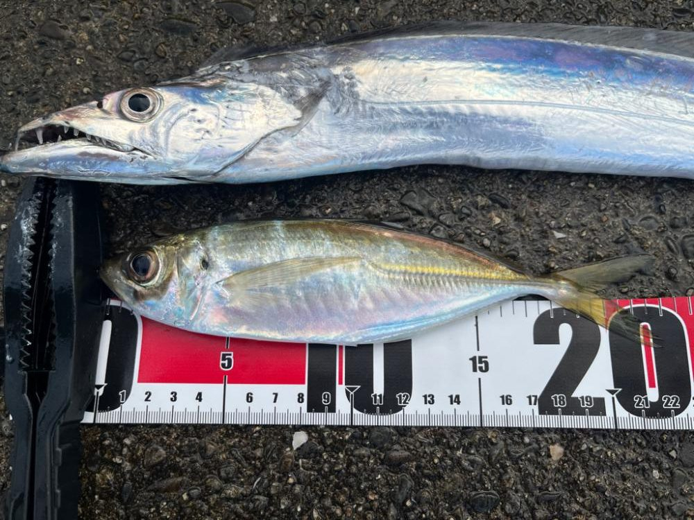 あと少しでドラゴン