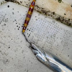 明石沖ジギング