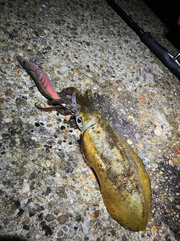 潮が動けばアオリ🦑釣れます\(^^)/