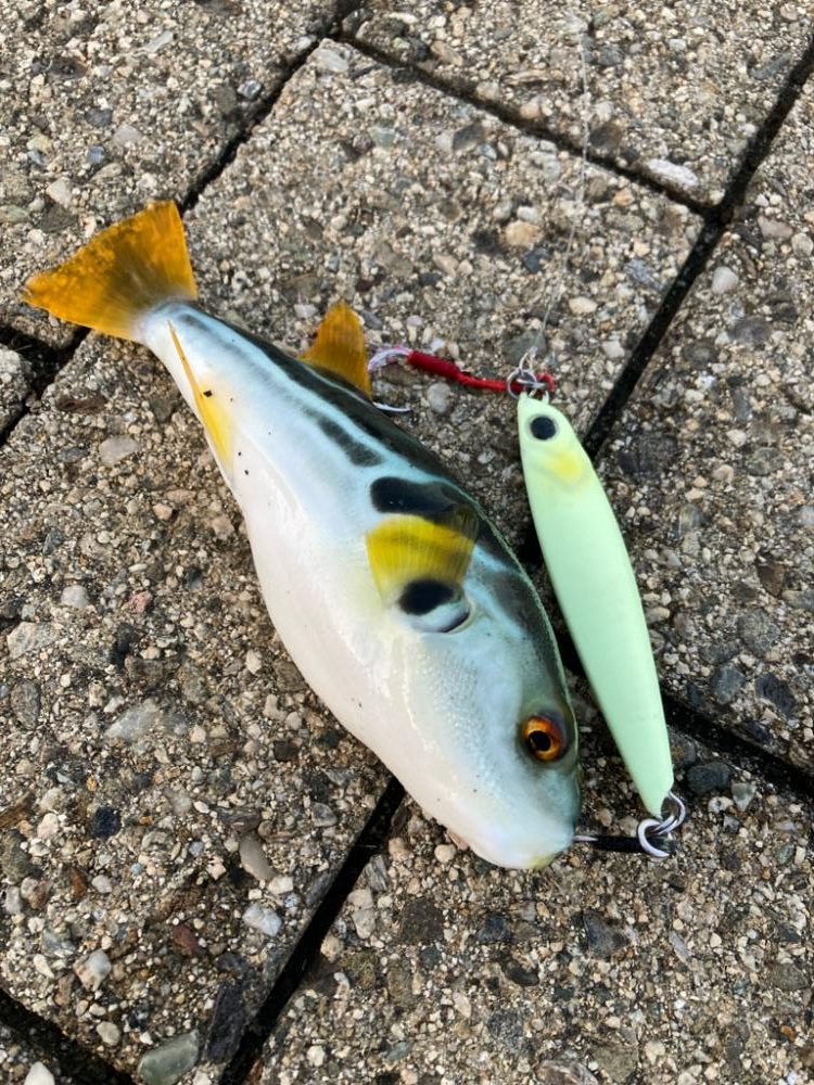 青牙サゴシ1キャッチ。2バラシ無念。。