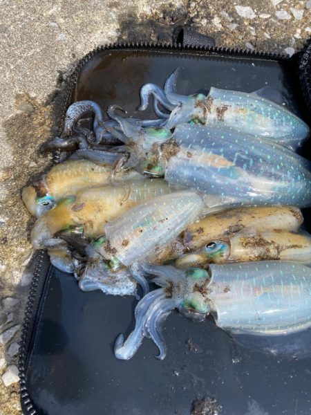 大分初エギング数釣り