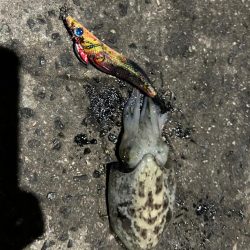 しまなみエギング大会