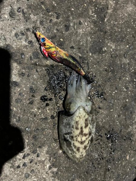 しまなみエギング大会