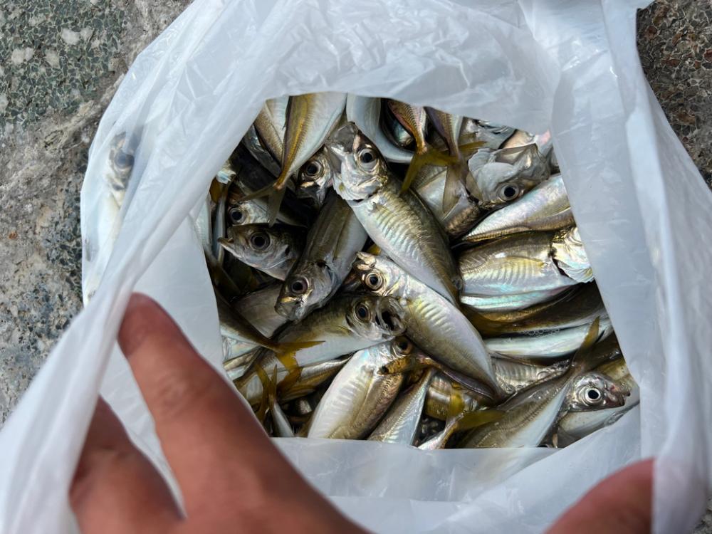 アジと太刀魚とマゴチ