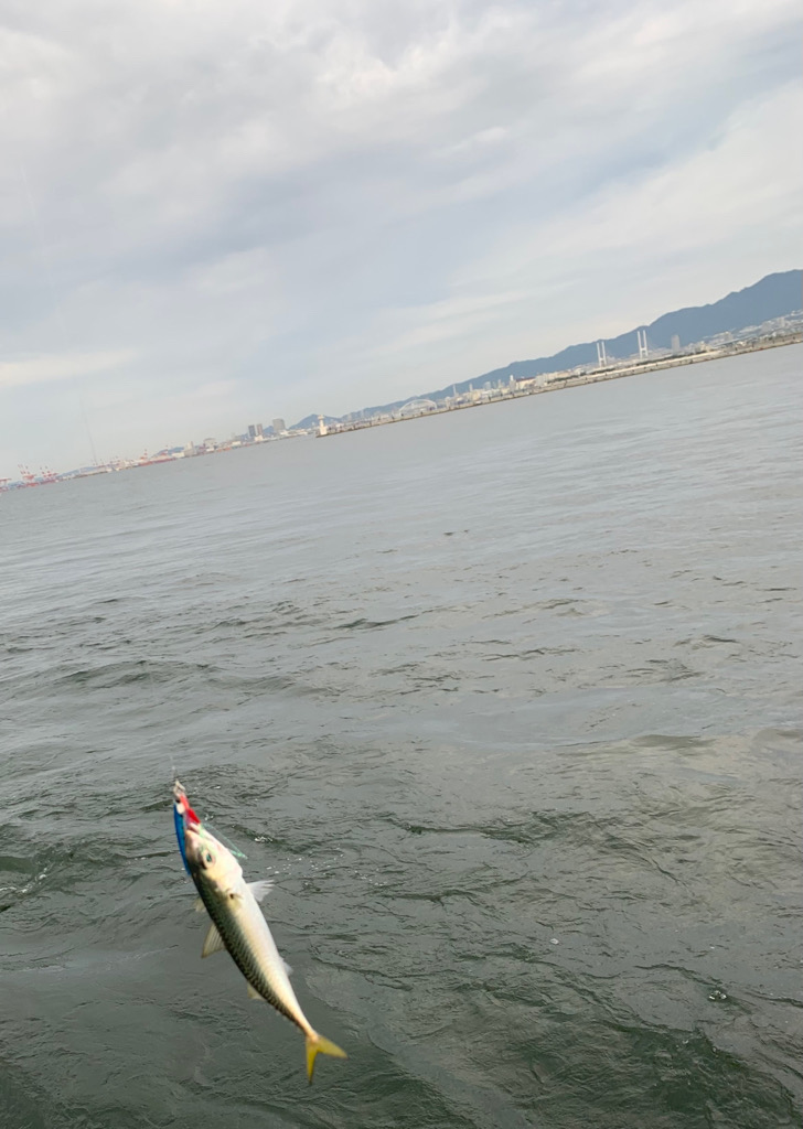 朝マヅメシーバス、青物狙い