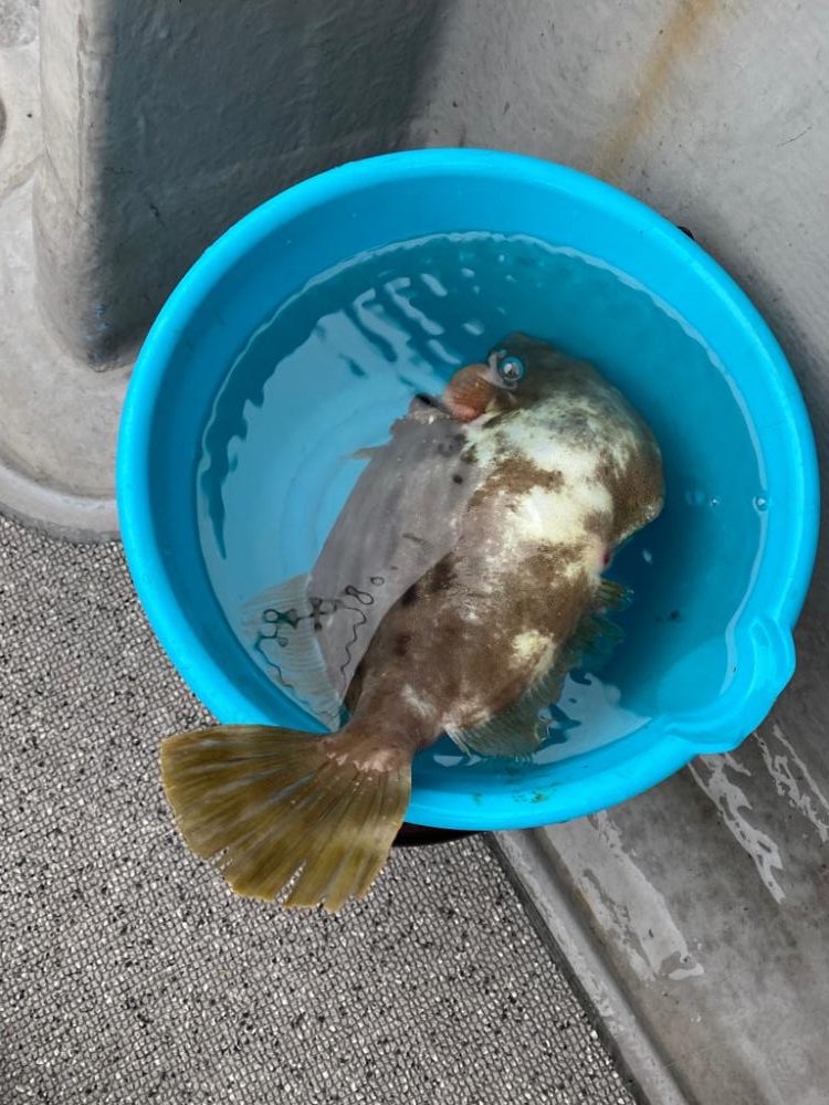 船で尺ハゲゲット！