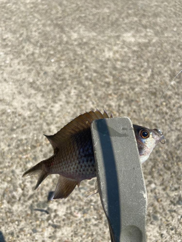 Mission Impossible:ちょい投げシロギスタ