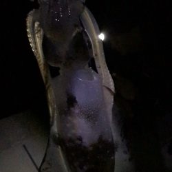 愛媛エギング爆釣！