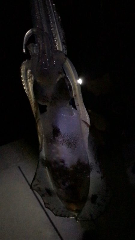 愛媛エギング爆釣！