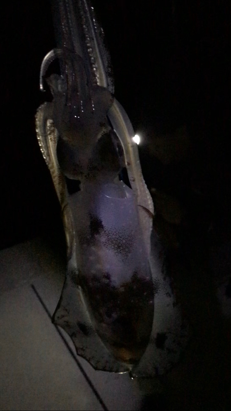 愛媛エギング爆釣！