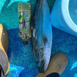 ビックベイトノマセ