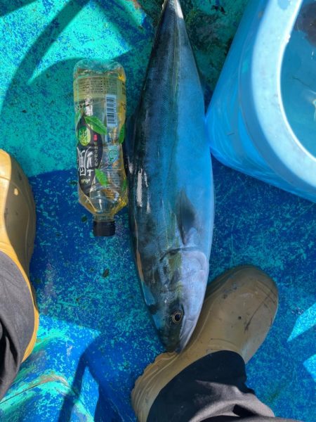 ビックベイトノマセ