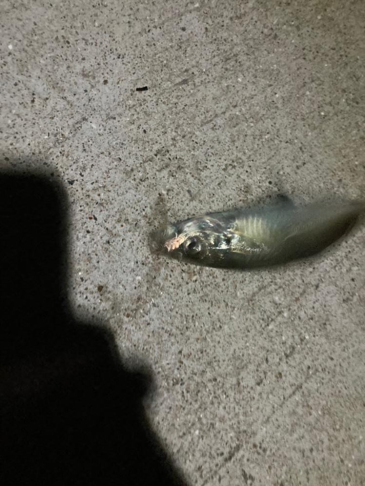 アオリイカ探し